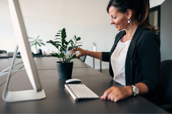 Il verde in ufficio: le migliori piante per migliorare l’aria e la produttività